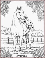 coloriage cheval apaloosa